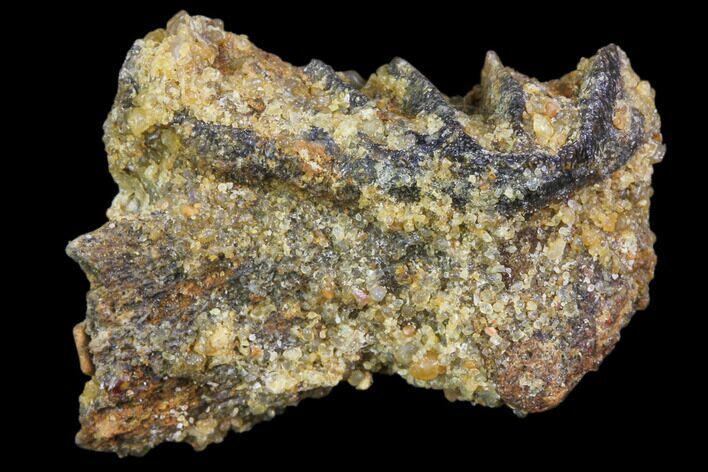 Cretaceous Lungfish (Ceratodus) Tooth Plate #81172